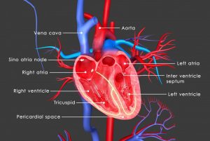 با آناتومی قلب و بیماری‌های آن آشنا شوید